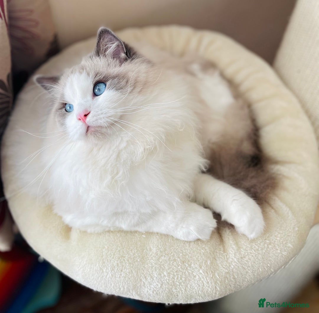 Ragdoll cats for stud: GCCF and TICA registered stud in Feltham - Advert 5