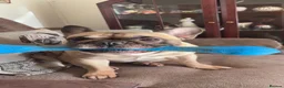 French Bulldog dogs for stud: Logie pedigree French bulldog  - Advert 2