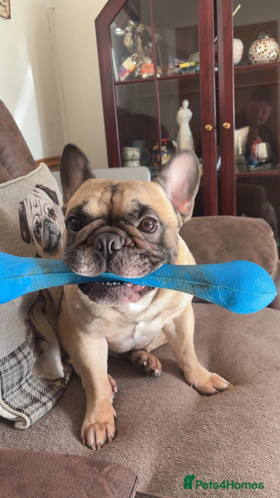 French Bulldog dogs for stud: Logie pedigree French bulldog  - Advert 2