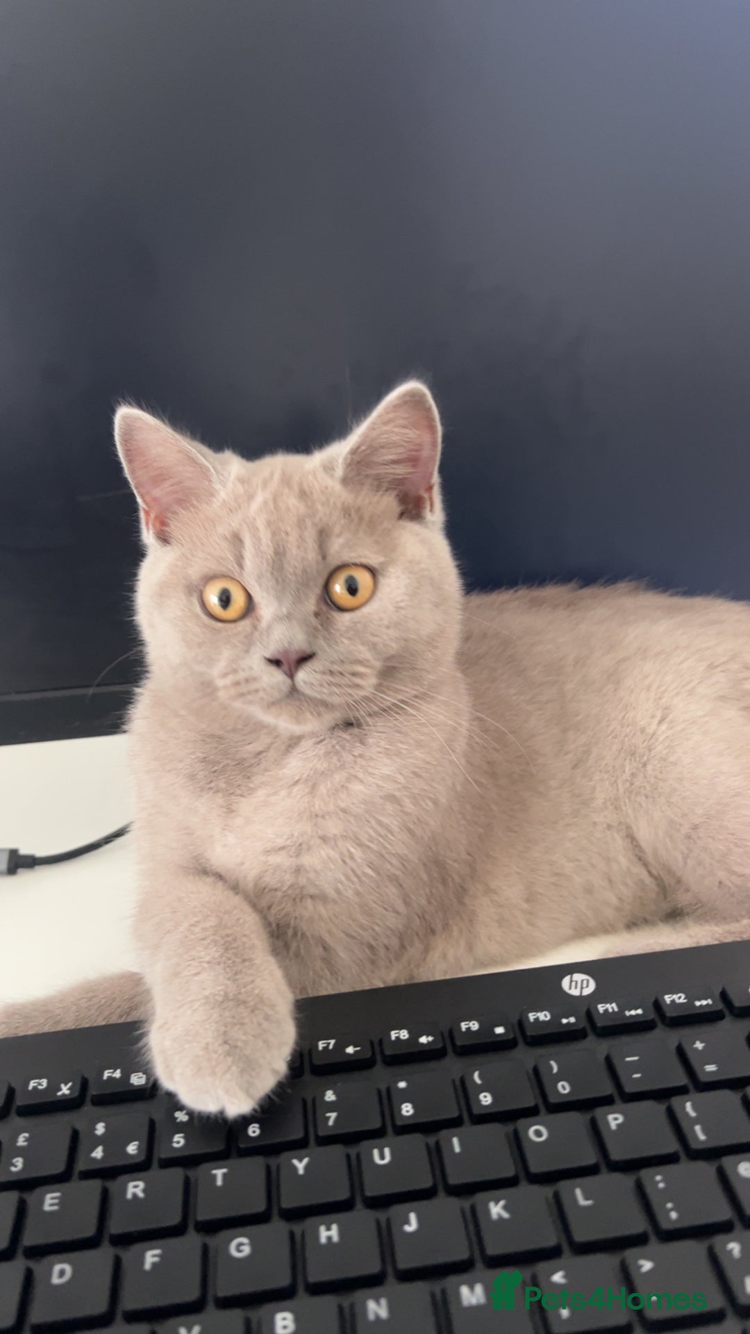 British Shorthair cats for sale: Rare British shorthair  - Advert 2