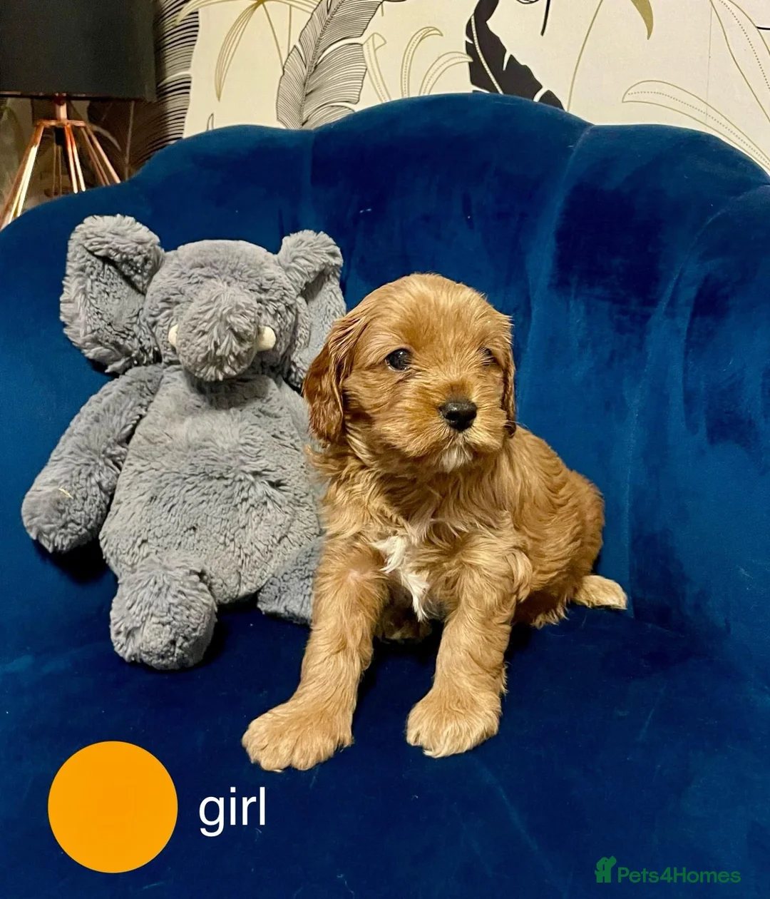 Cavapoo dogs for sale: Stunning Red toy F2B cavapoo - Advert 2