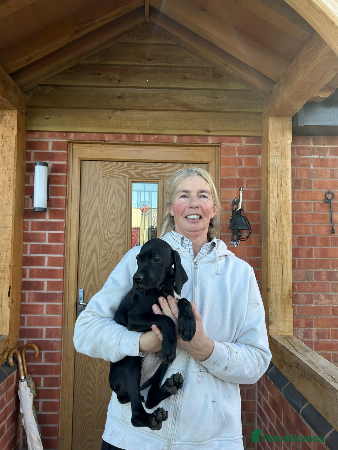 Pointer dogs for sale:  Black bitch available. - Advert 13