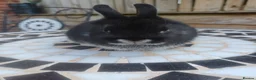 Netherland Dwarf rabbits for sale: Neverland dwalf - Advert 4