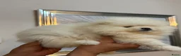 Pomeranian dogs for sale: Beautiful Pomeranian puppies  in Purfleet - Advert 3