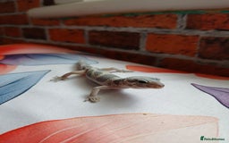 Leopard Gecko reptiles for sale: Leopard gecko for sale baby  - Image 2