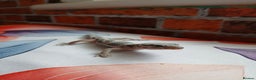 Leopard Gecko reptiles for sale: Leopard gecko for sale baby  - Advert 6