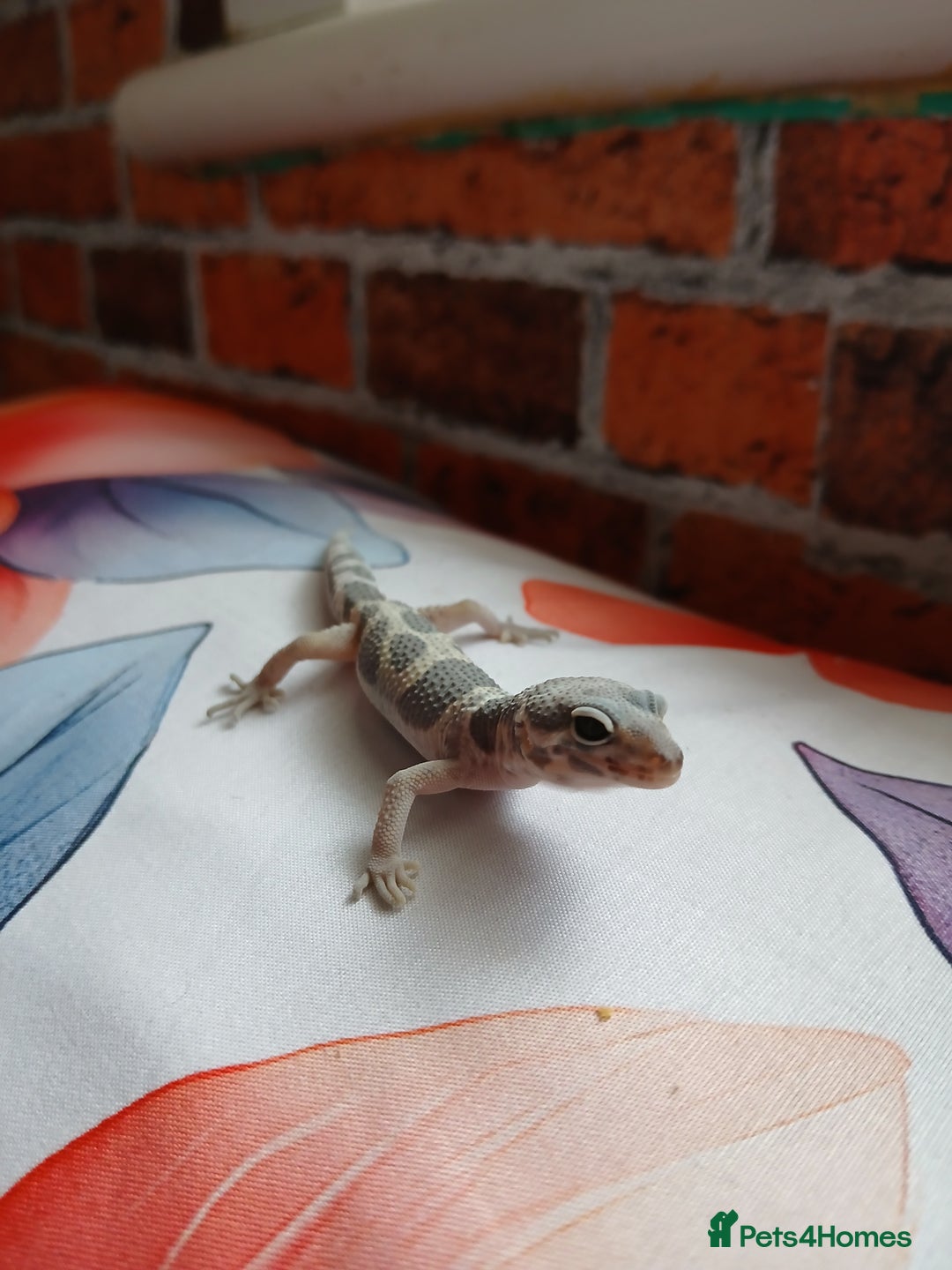 Leopard Gecko reptiles for sale: Leopard gecko for sale baby  - Image 2
