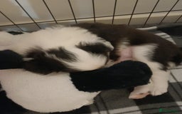 Border Collie dogs for sale: Border collie boy - Advert 9