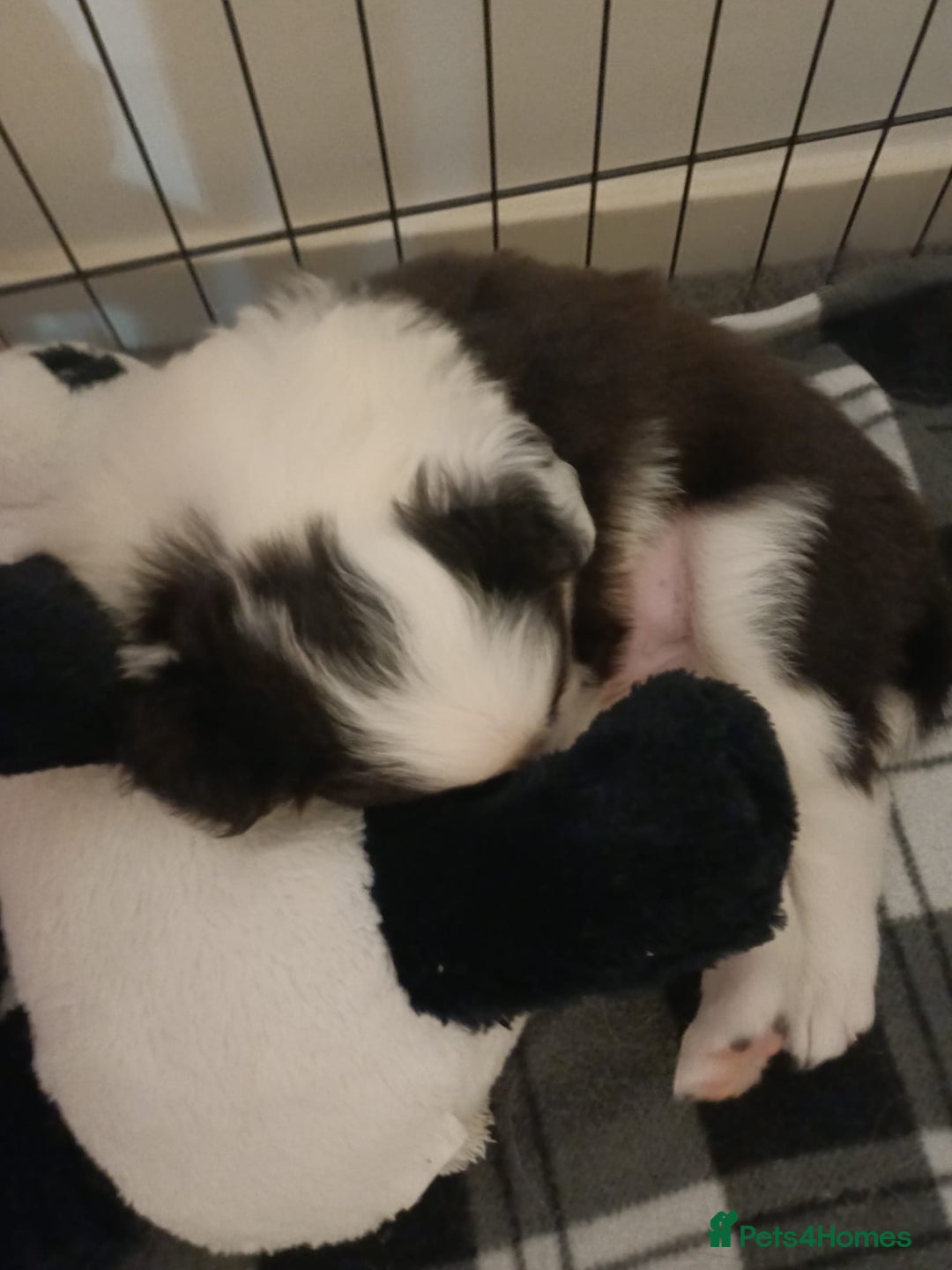 Border Collie dogs for sale: Border collie boy - Advert 9