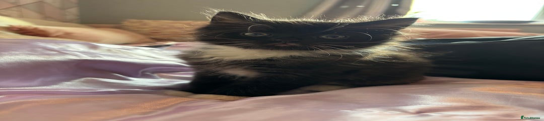 Super fluffy black and white 