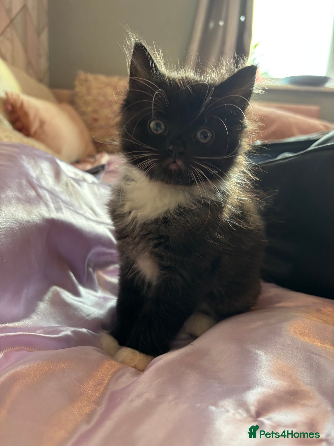 British Shorthair cats for sale: Two litters. 3 tabbies 4 fluffy black and white - Image 11