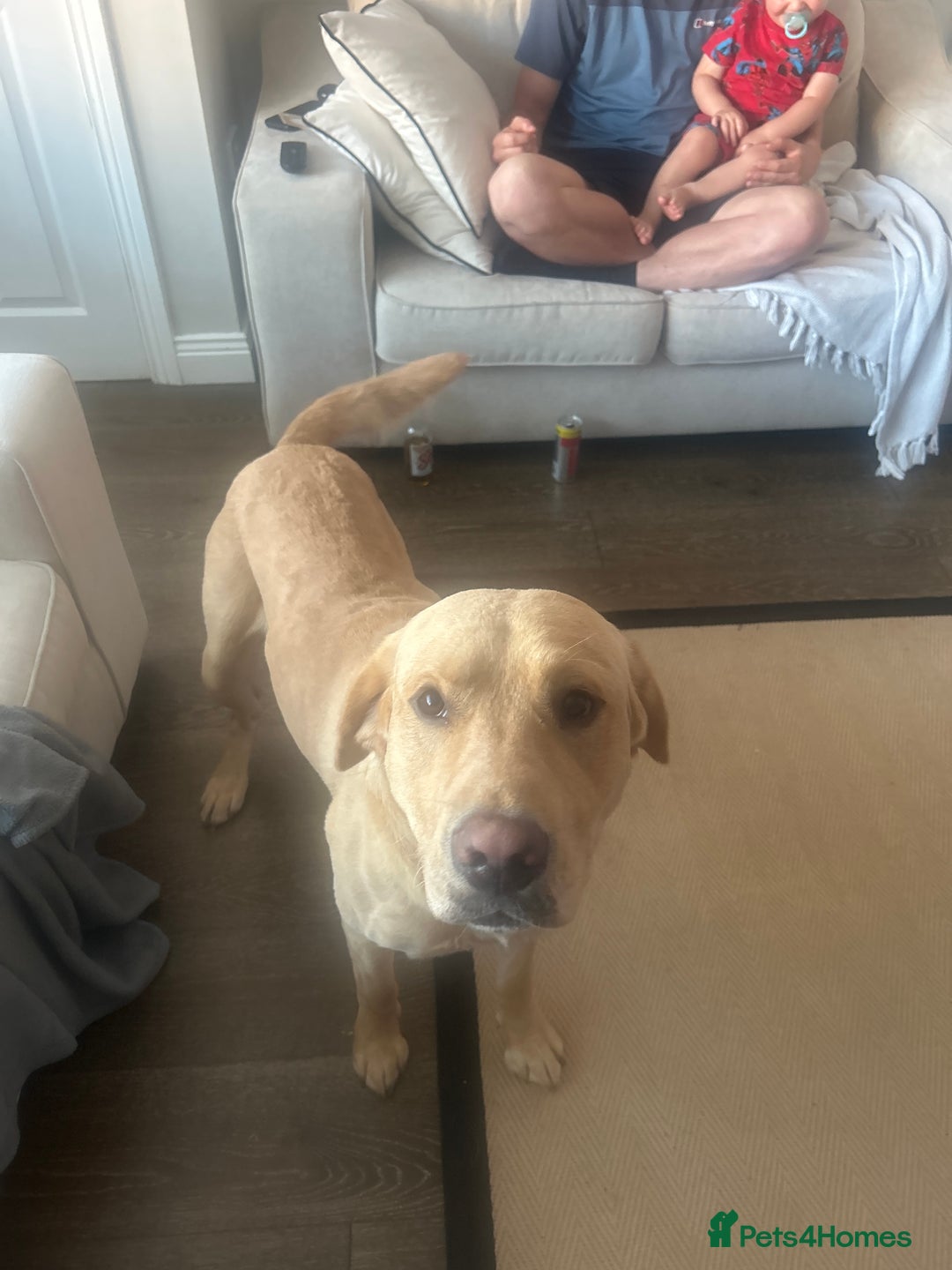 Labrador Retriever dogs for sale: Labrador retriever  - Image 1