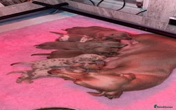 Miniature Dachshund dogs for sale: SPECTACULAR MINIATURE DACHSHUND PUPPIES - Image 7