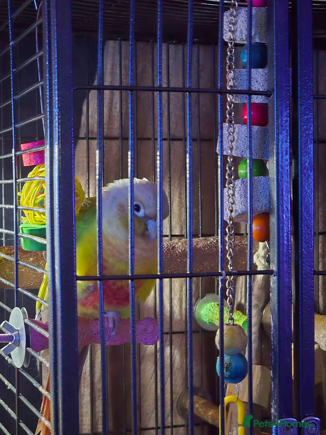 Conures birds for sale: Rehoming Max - Advert 9