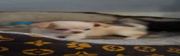 Chihuahua dogs for sale: 4 kc beautiful Russian chihuahuas  - Advert 10