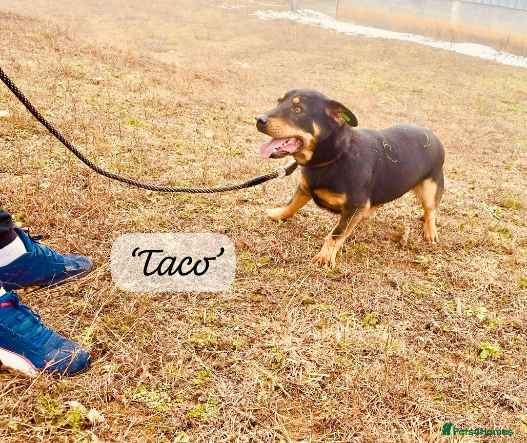 Mixed Breed dogs for adoption: Taco, 10-12 months old. Available for adoption. - Advert 2