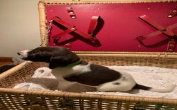 German Shorthaired Pointer dogs for sale: ⭐ 6 adorable German shorthaired pointer puppies ⭐️ - Advert 12