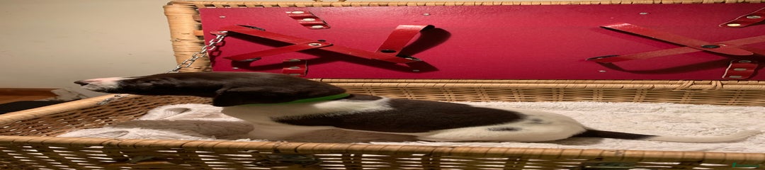 German Shorthaired Pointer Puppy 2