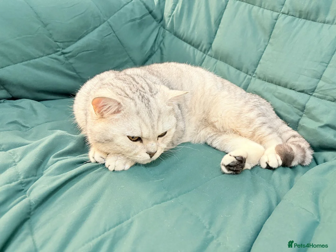 British Shorthair cats for stud: 🌟 British Shorthair Chinchilla GCCF Champion 🌟 - Advert 12