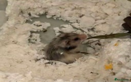 Hamster rodents for sale: Long haired Syrian hamster  - Advert 2