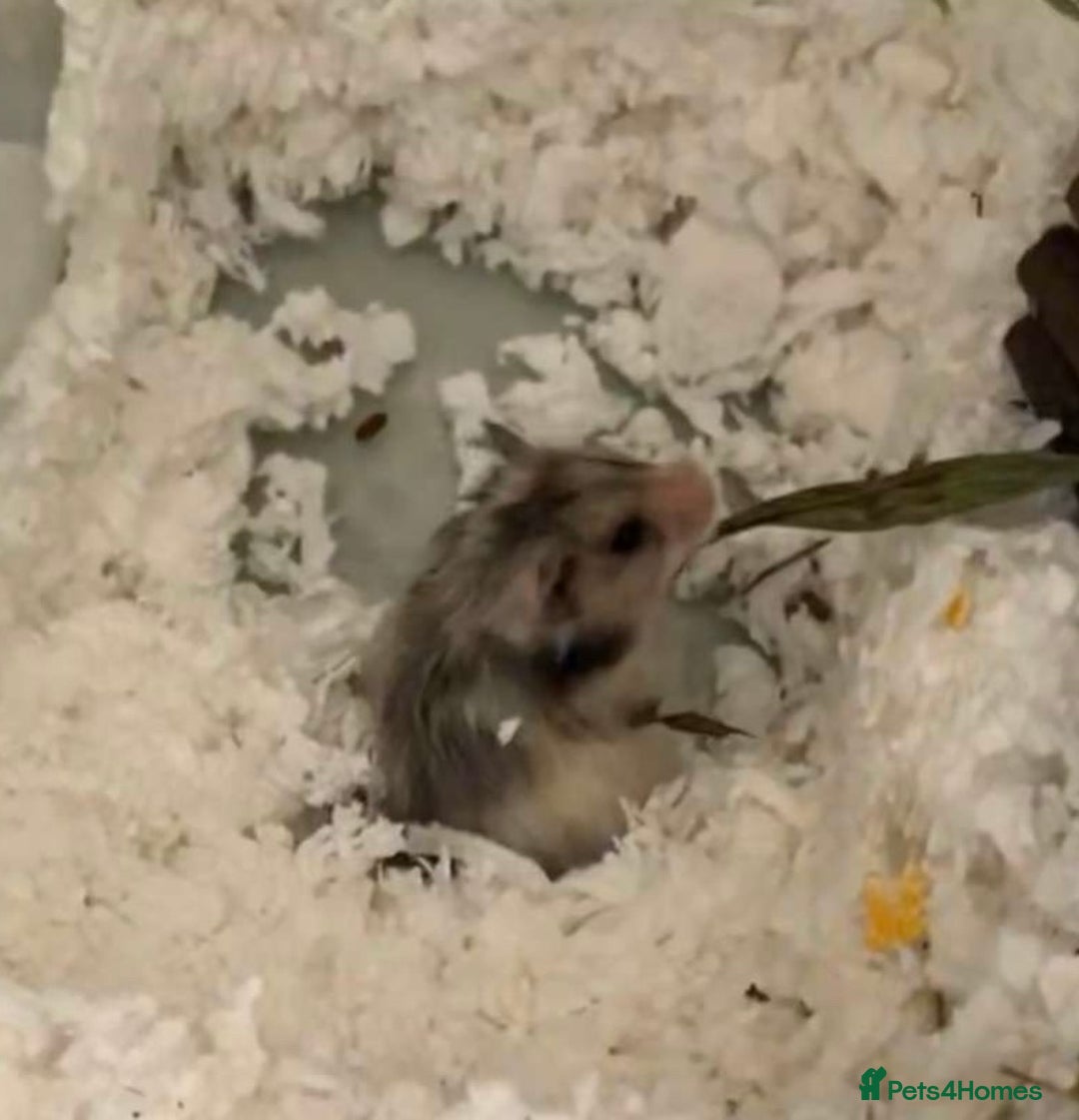 Hamster rodents for sale: Long haired Syrian hamster  - Advert 2