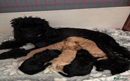 Toy Poodle dogs for sale: Toy poodle boy  - Image 12