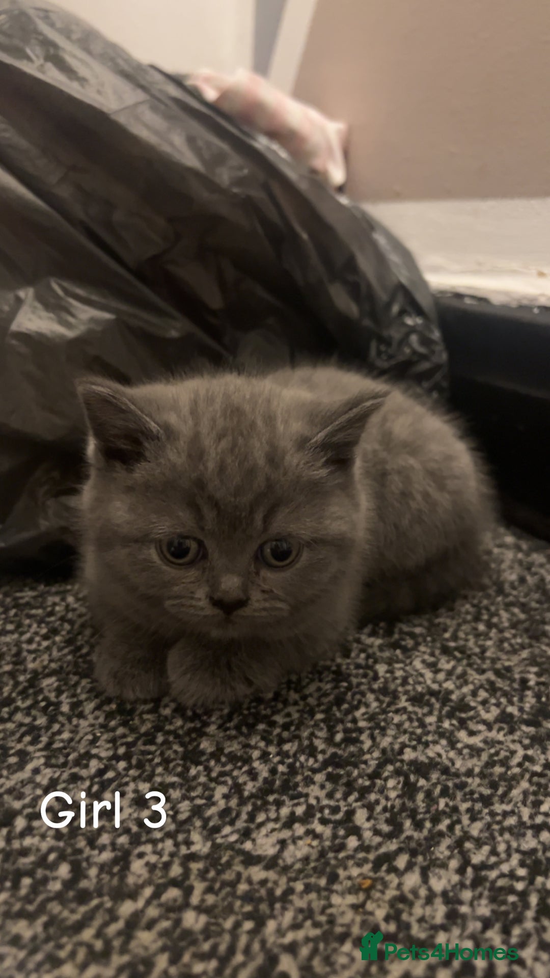British Shorthair cats for sale: Beautiful BSH Kittens / GCCF registered  - Advert 16