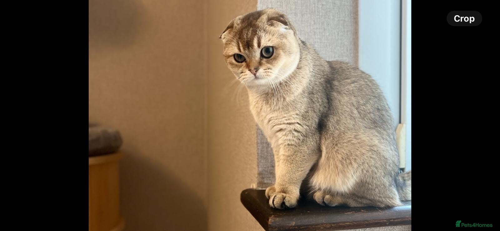 Scottish Fold cats Scottish Fold Kittens with TICA Registration - Advert 5