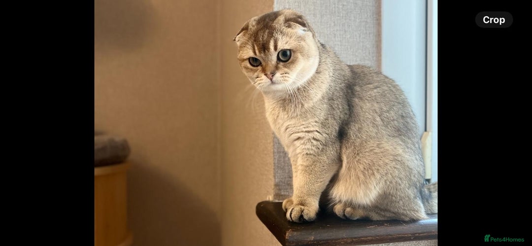 Scottish Fold cats for sale: Scottish Fold Kittens with TICA Registration - Advert 1