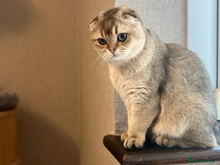 Scottish Fold cats Scottish Fold Kittens with TICA Registration - Advert 9