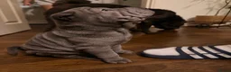 Shar Pei dogs for sale: Two beautiful Blue Shar Pei puppies (Male) - Advert 12