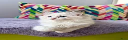 Ragdoll cats for sale: TICA registered ragdoll kittens from champions - Advert 9