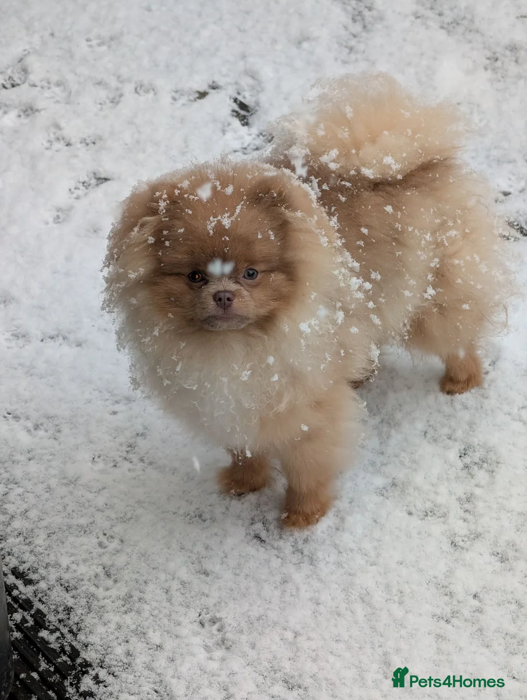 Pomeranian dogs for sale: Male lilac pomarainan George  - Advert 6