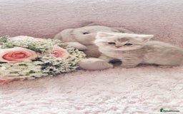 Scottish Fold cats for sale: Stunning TICA Registered Babies in Bolton - Image 23