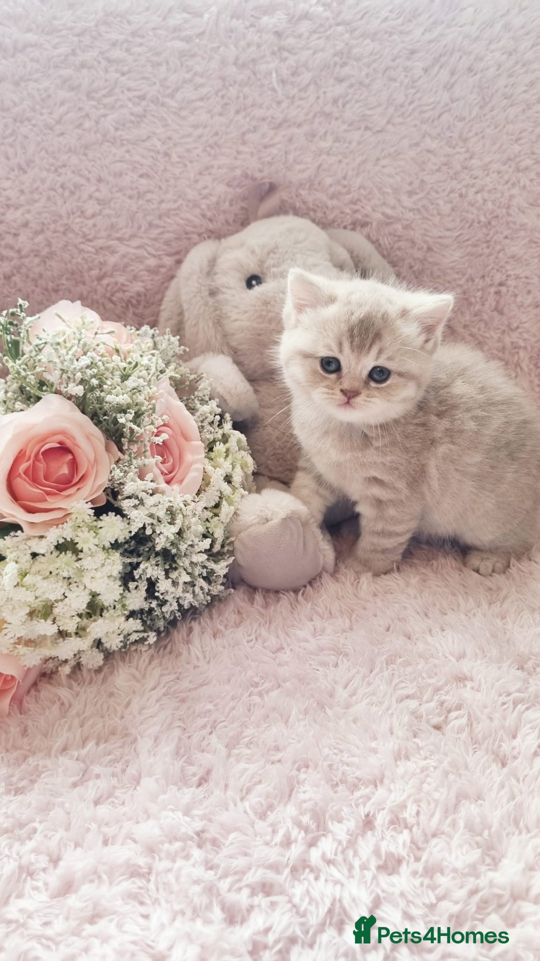 Scottish Fold cats for sale: Stunning TICA Registered Babies in Bolton - Image 23
