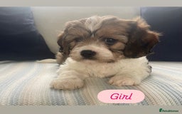 Cavachon dogs for sale: Cavachon puppies  - Image 1