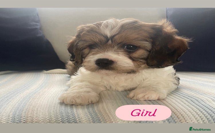 Cavachon dogs - Advert 1