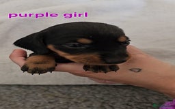 Miniature Dachshund dogs for sale: 4 week old Miniature Dachshunds - Image 25