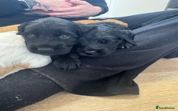 Mixed Breed dogs for sale: ⭐️ beautiful girl looking for her forever home ⭐️ - Image 6