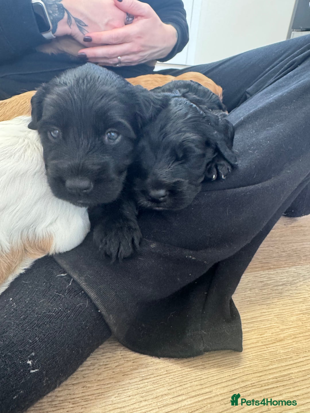 Mixed Breed dogs for sale: ⭐️ beautiful girl looking for her forever home ⭐️ - Image 6