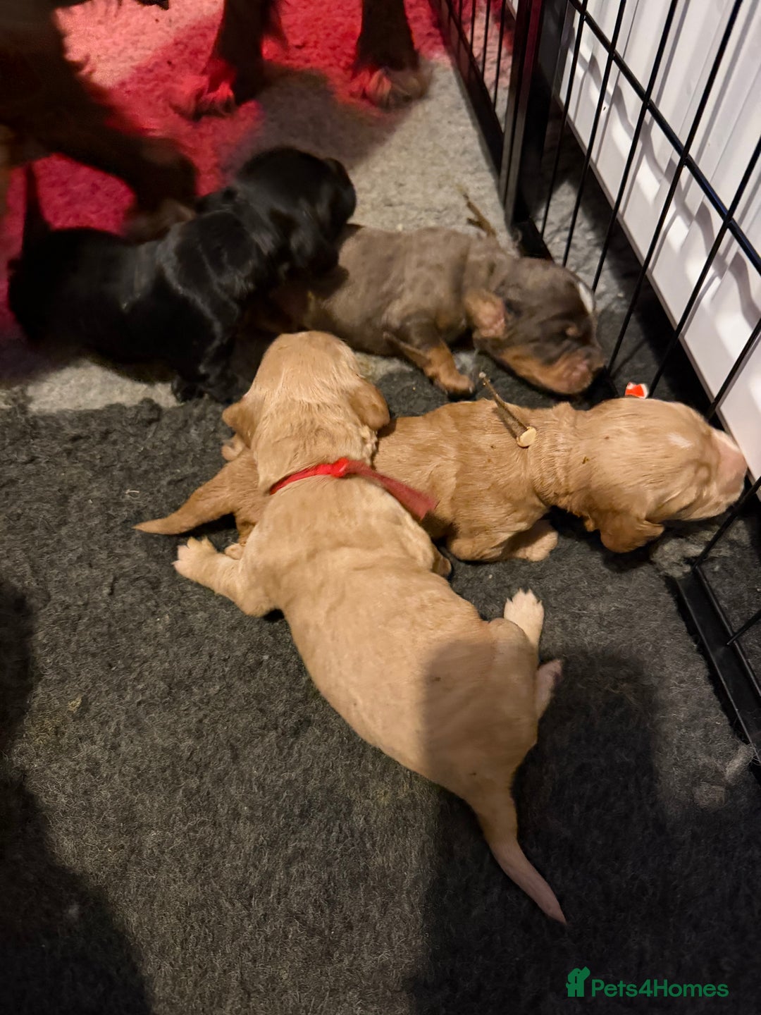 Cocker Spaniel dogs for sale: Cocker spaniel pups - Advert 7