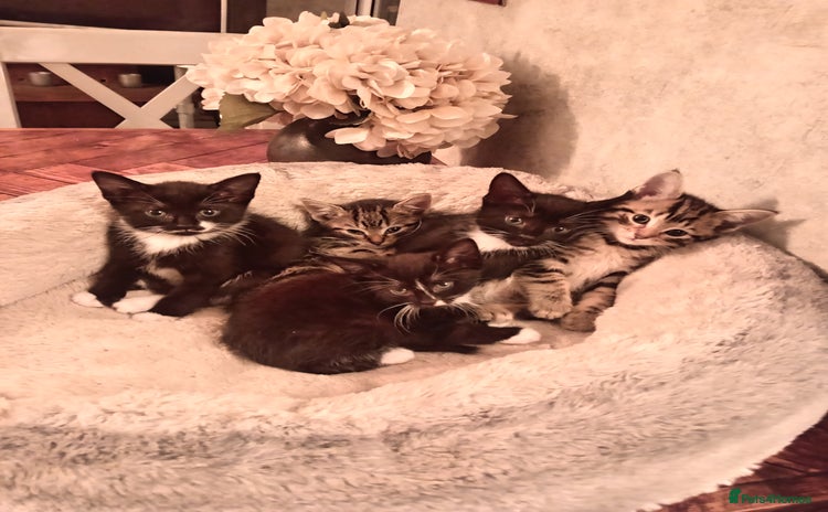 Mixed Breed cats - Advert 6