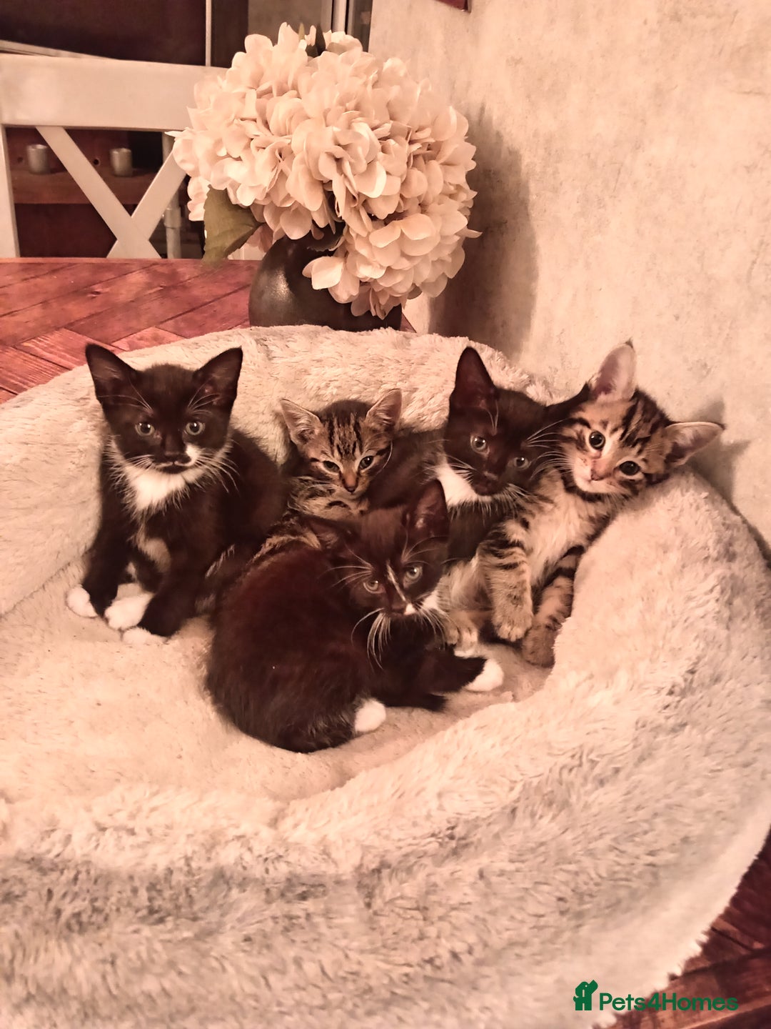 Mixed Breed cats for sale: 5 super cute mixed kittens - Image 1