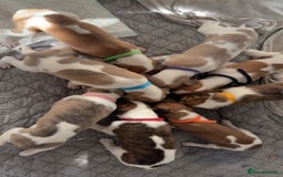 Whippet dogs for sale: 8 WHIPPET PUPPIES   - Image 10