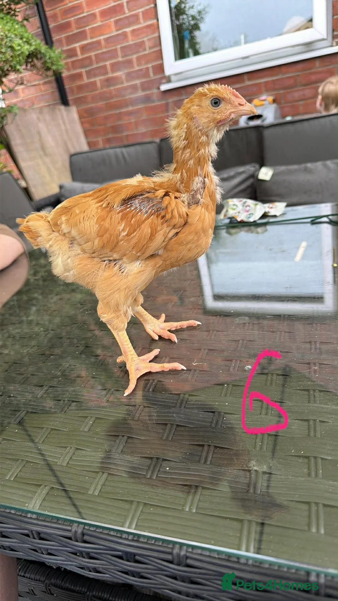 Chickens poultry for sale: Roosters free to good home - Advert 3