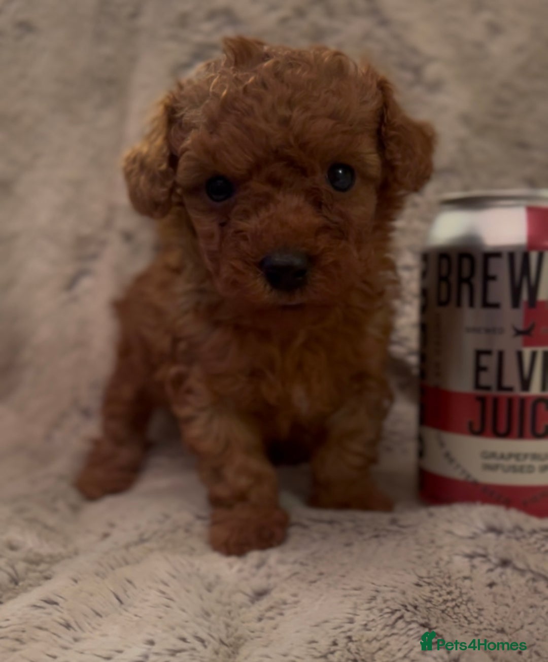 Toy Poodle dogs for sale: KC Registered Red True to Type Toy Poodle Boys  - Advert 3