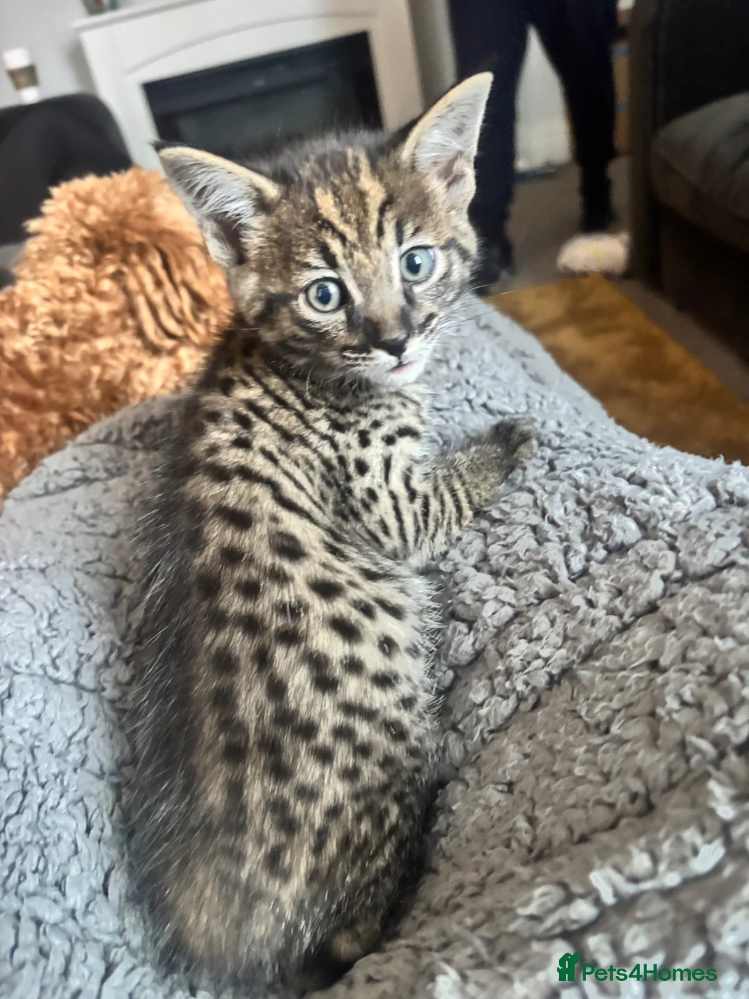 Savannah cats for sale: 🔥 Exceptional Savannah F3Kittens Rare Markings 🔥 - Advert 9