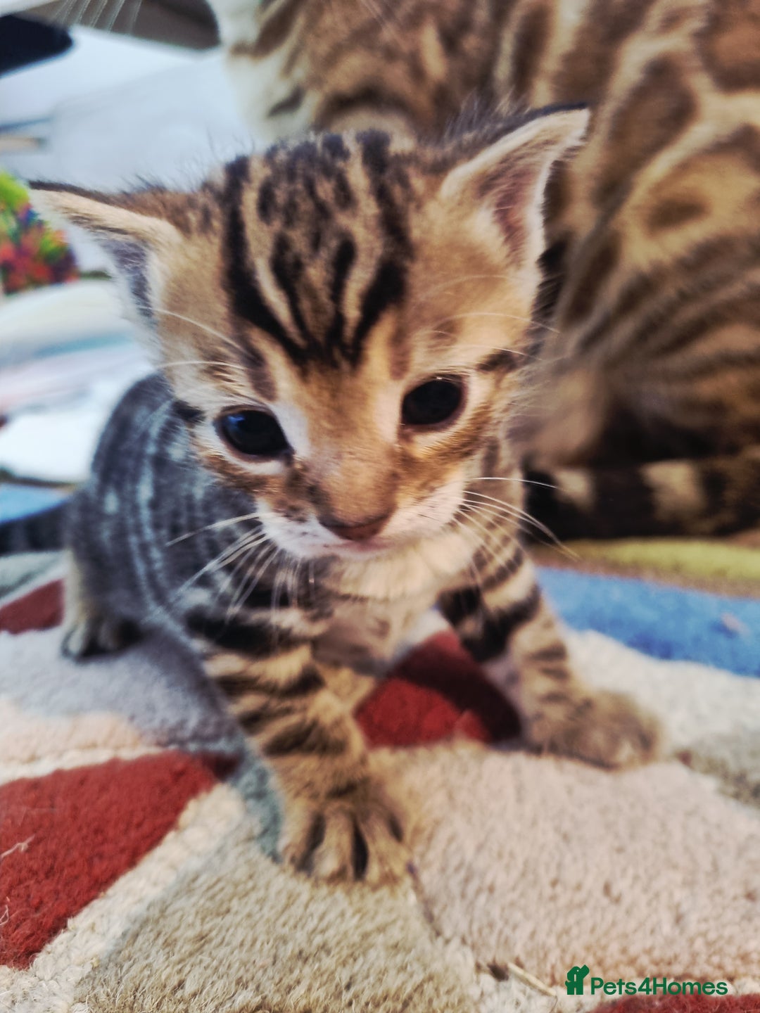 Mixed Breed cats for sale: Half bengal male kitten. Last one left  - Advert 6