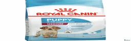 Cocker Spaniel dogs for sale: FULLY vaccinated, ready for walks  - Advert 7