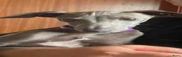 Italian Greyhound dogs for sale: Italian grey hounds  - Advert 3